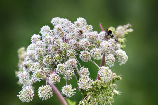 Angélique des bois : l'essentiel en un coup d'œil
