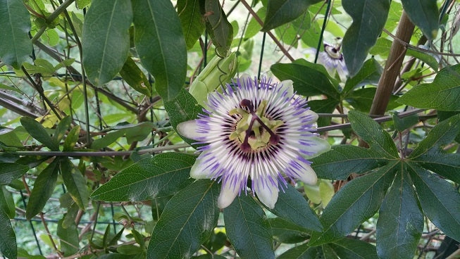 Passionsblume: Das Wichtigste im Ueberblick