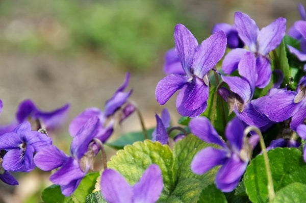 Violettes : l'essentiel en un coup d'œil