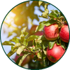 Pomme