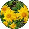 Arnica