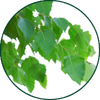 Feuilles de bouleau