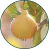 Poire