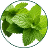 Menthe de Krause