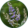 Vitex agnus-castus