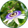 Passiflore
