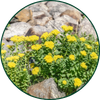 Rhodiola