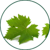 Feuille de vigne