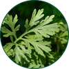 Absinthe